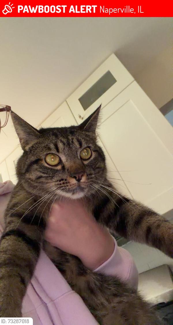 Lost Male Cat last seen Plainfield/Naperville Rd and 95th st, Naperville, IL 60564