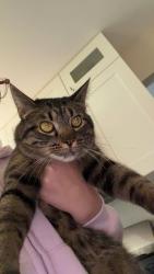 Lost Male Cat last seen Plainfield/Naperville Rd and 95th st, Naperville, IL 60564