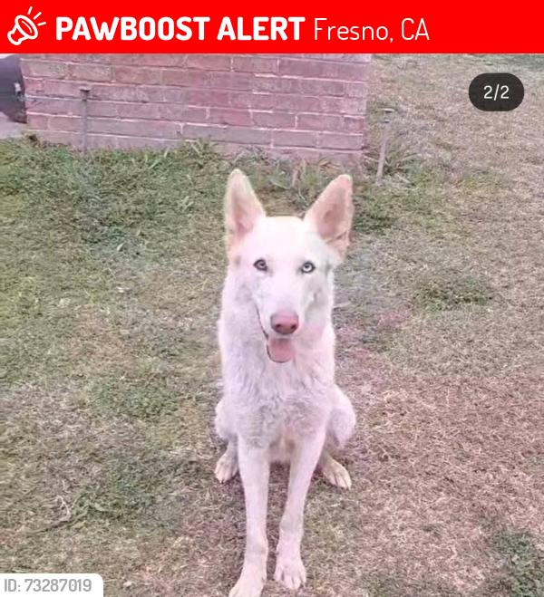Lost Female Dog last seen fruite avenue, tower district, Fresno, CA 93728