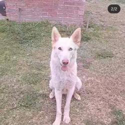 Lost Female Dog last seen fruite avenue, tower district, Fresno, CA 93728