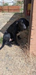 Lost Male Dog last seen Missouri flts cemetery, Grants Pass, OR 97527