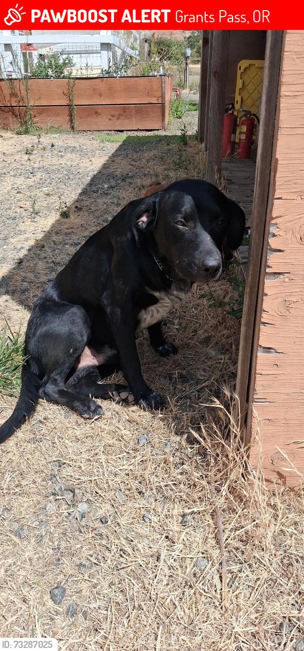 Lost Male Dog last seen Missouri flts cemetery, Grants Pass, OR 97527