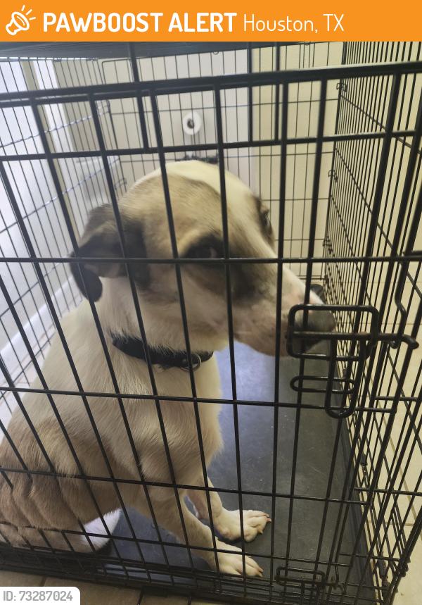 Found/Stray Female Dog last seen Kenrick Drive, Houston, TX 77060, Houston, TX 77060