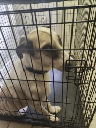 Found/Stray Female Dog last seen Kenrick Drive, Houston, TX 77060, Houston, TX 77060