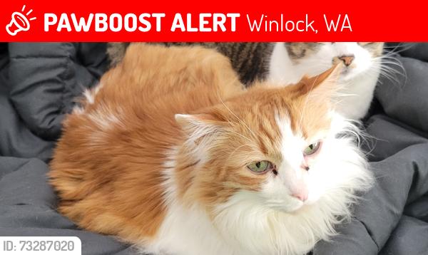 Lost Male Cat last seen Miller St and Roundtree Blvd, Grand Prairie, Winlock, WA 98596