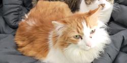 Lost Male Cat last seen Miller St and Roundtree Blvd, Grand Prairie, Winlock, WA 98596