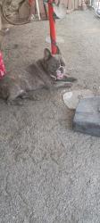 Found/Stray Male Dog last seen San Jacinto, Perris, CA 92572