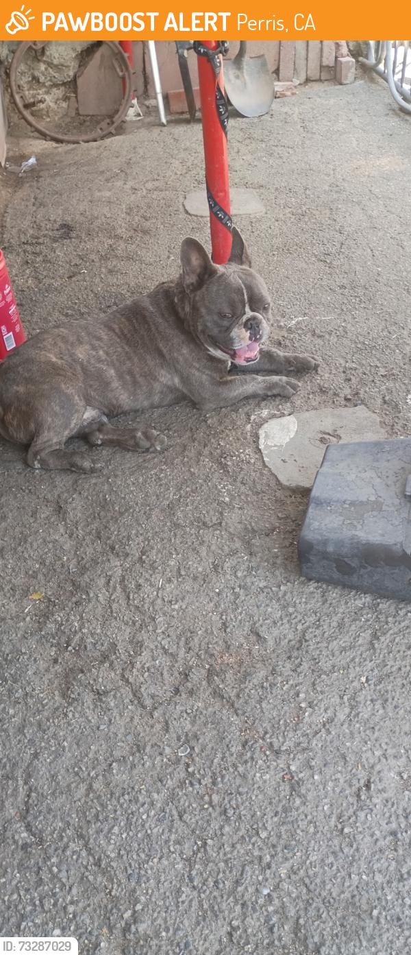 Found/Stray Male Dog last seen San Jacinto, Perris, CA 92572