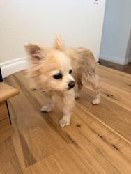 Found/Stray Female Dog last seen Orangethorpe Ave & N Gilbert St, Fullerton, CA 92833