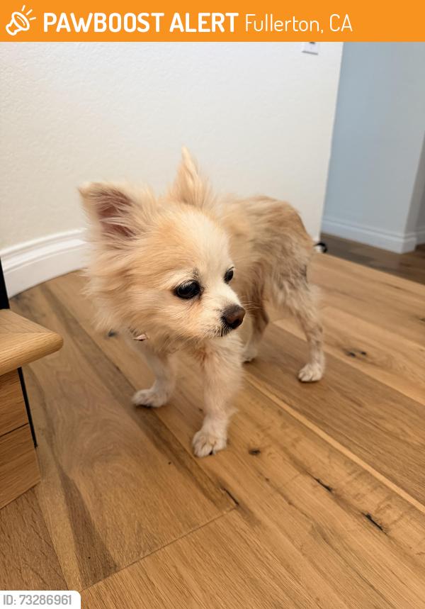 Found/Stray Female Dog last seen Orangethorpe Ave & N Gilbert St, Fullerton, CA 92833