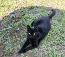 Lost Female Cat last seen Buchanan hwy, Dallas, GA 30157