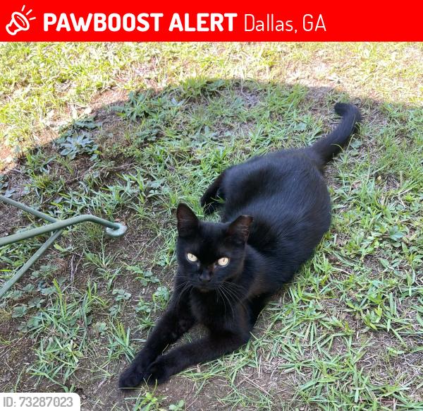 Lost Female Cat last seen Buchanan hwy, Dallas, GA 30157