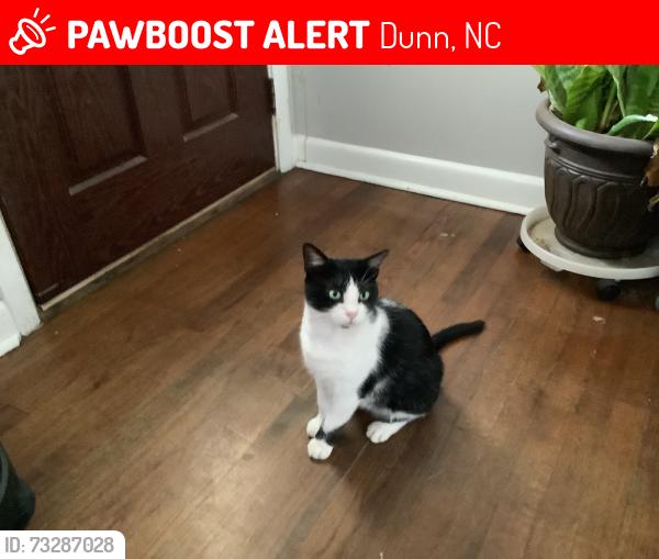 Lost Male Cat last seen Autry Mill Rd and Green Path Road, Dunn, NC 28334