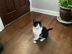 Lost Male Cat last seen Autry Mill Rd and Green Path Road, Dunn, NC 28334