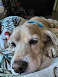 Reunited Male Dog last seen NE 22nd CT, Ocala, FL 34479