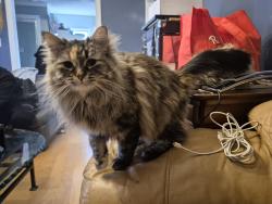 Reunited Female Cat last seen 127ave 85st, Edmonton, AB T5E 3G4