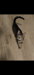 Lost Male Cat last seen Near West spruce Ave lemoore ca, Lemoore, CA 93245