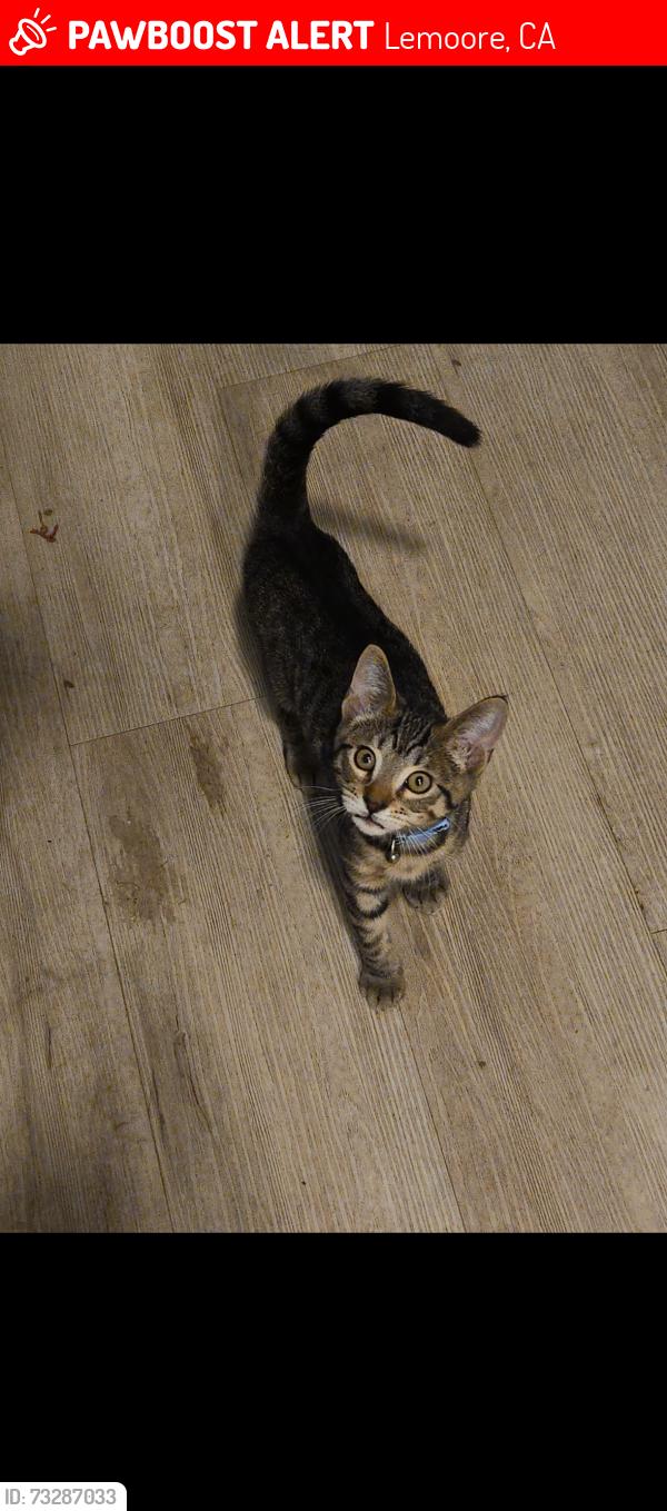 Lost Male Cat last seen Near West spruce Ave lemoore ca, Lemoore, CA 93245
