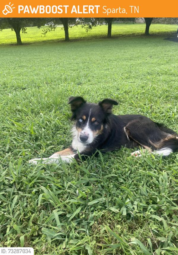 Found/Stray Female Dog last seen huddle hse and dollar general off 111, Sparta, TN 38583
