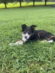 Found/Stray Female Dog last seen huddle hse and dollar general off 111, Sparta, TN 38583