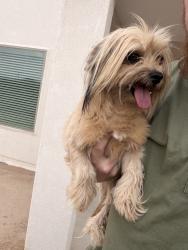 Found/Stray Female Dog last seen Norte Brasil, El Paso, TX 79934