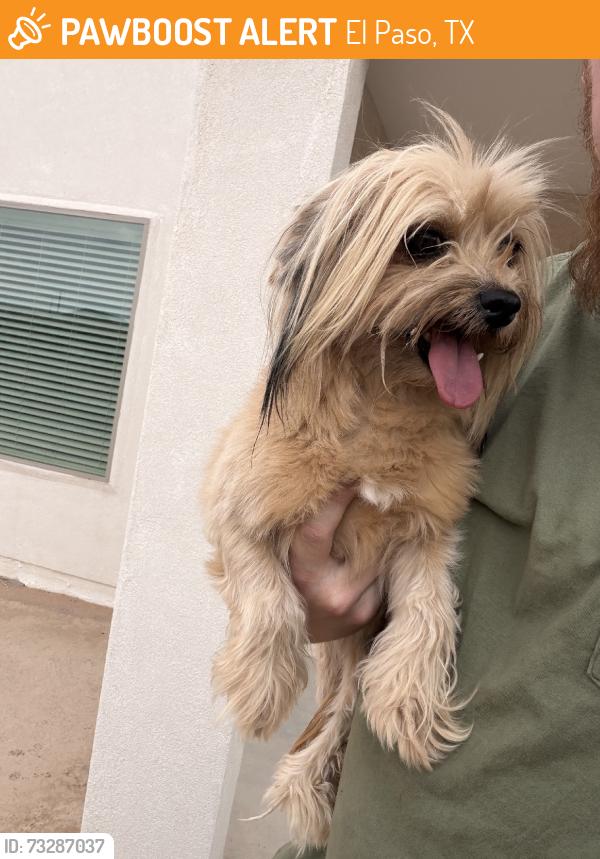 Found/Stray Female Dog last seen Norte Brasil, El Paso, TX 79934