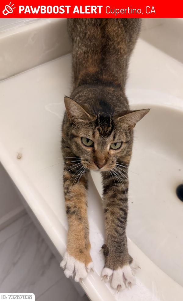 Lost Female Cat last seen Near northwood dr,cupertino, Cupertino, CA 95014