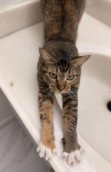 Lost Female Cat last seen Near northwood dr,cupertino, Cupertino, CA 95014