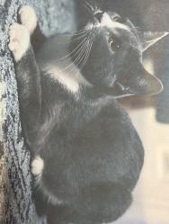 Lost Male Cat last seen Nelson Elementary School, Fresno, CA 93711