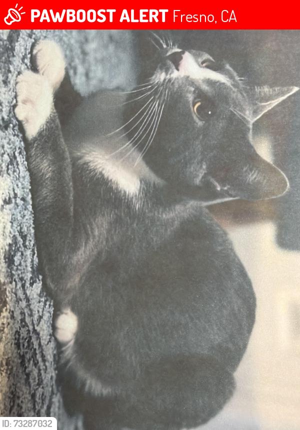 Lost Male Cat last seen Nelson Elementary School, Fresno, CA 93711