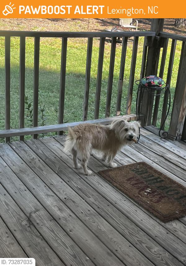 Found/Stray Male Dog last seen Rowe road and Corbin lane, Lexington, NC 27295