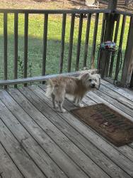 Found/Stray Male Dog last seen Rowe road and Corbin lane, Lexington, NC 27295
