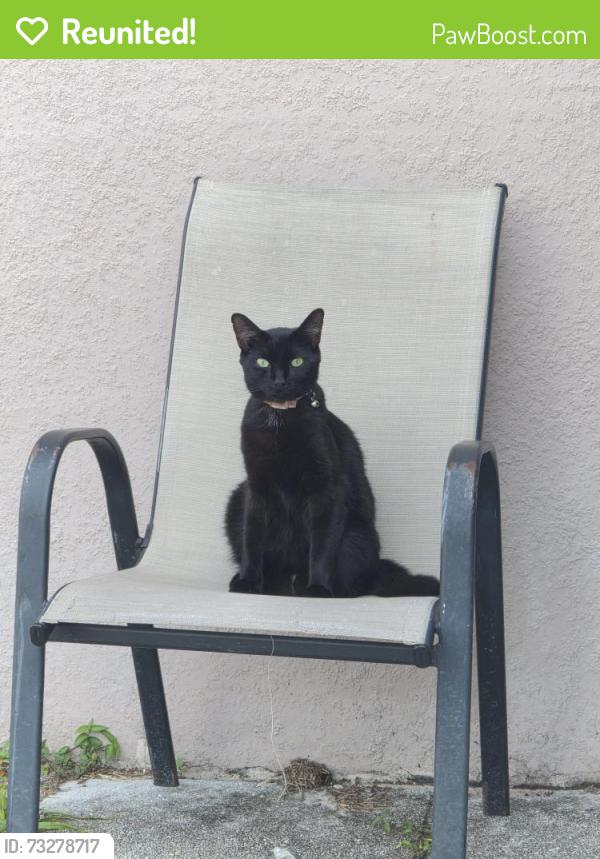 Reunited Female Cat last seen Windsor heights & Juliet, Deltona, FL 32738