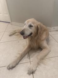 Reunited Female Dog last seen Sw 168th loop Ocala Fl 34473, Marion Oaks, FL 34473