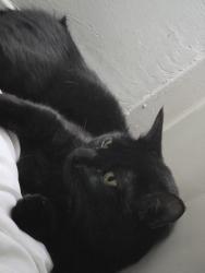 Lost Male Cat last seen The landing, Fort Collins, CO 80525