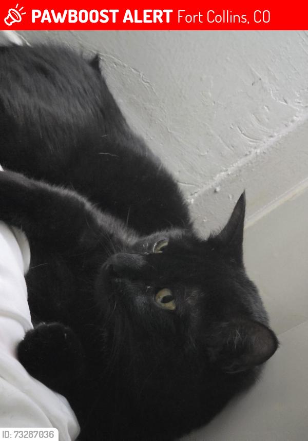 Lost Male Cat last seen The landing, Fort Collins, CO 80525