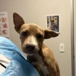 Shelter Stray Female Dog last seen W Kearney Blvd & S Cornelia Ave, Fresno Zone Fresno CO 2 93706, CA, 1510 W Dan Ronquillo Dr, Fresno, CA 93706, USA