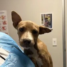 Shelter Stray Female Dog last seen W Kearney Blvd & S Cornelia Ave, Fresno Zone Fresno CO 2 93706, CA, 1510 W Dan Ronquillo Dr, Fresno, CA 93706, USA