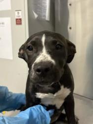 Shelter Stray Female Dog last seen W Kearney Blvd & S Cornelia Ave, Fresno Zone Fresno CO 2 93706, CA, 1510 W Dan Ronquillo Dr, Fresno, CA 93706, USA