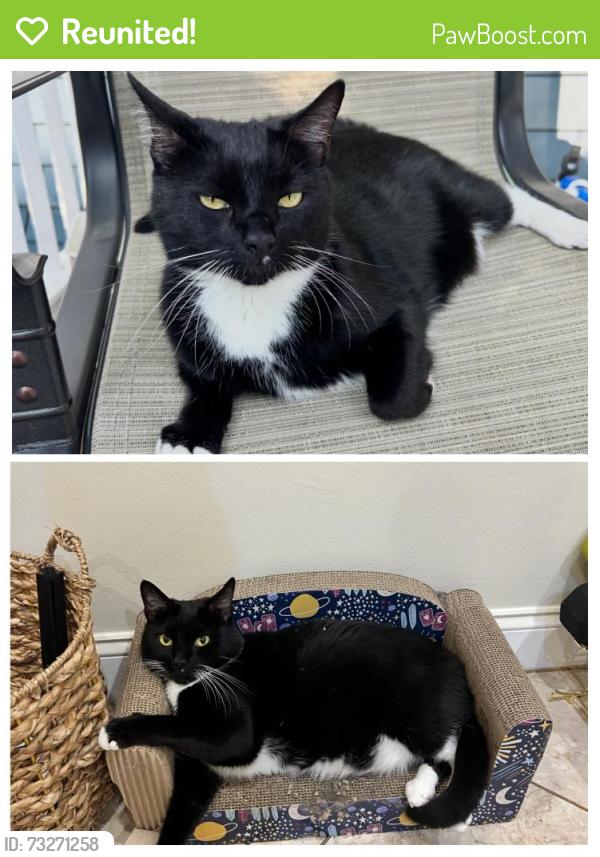Reunited Male Cat last seen Locke Road, Medford, MA 02155