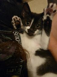 Shelter Stray Male Cat last seen Near Gough St, 21224, MD, 2490 Giles Rd, Baltimore, MD 21225, USA