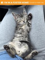 Shelter Stray Male Cat last seen Near Armisted way, 21205, MD, 2490 Giles Rd, Baltimore, MD 21225, USA
