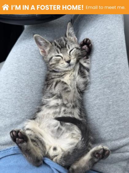 Shelter Stray Male Cat last seen Near Armisted way, 21205, MD, 2490 Giles Rd, Baltimore, MD 21225, USA