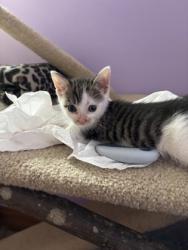 Shelter Stray Female Cat last seen Near N Grantley st, 21229, MD, 2490 Giles Rd, Baltimore, MD 21225, USA