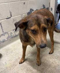 Shelter Stray Female Dog last seen McCutcheon Ave, Caddo Parish, LA, 1500 Monty St, Shreveport, LA 71107, USA