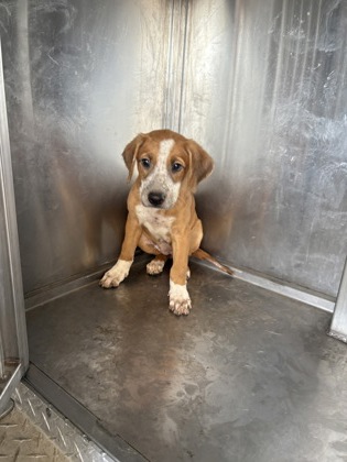 Shelter Stray Female Dog last seen McCutcheon Ave, Caddo Parish, LA, 1500 Monty St, Shreveport, LA 71107, USA