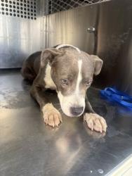 Shelter Stray Male Dog last seen Near E BERRY ST, Central District, TX, 355 Hillshire Dr, Haslet, TX 76052, USA