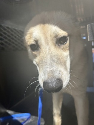 Shelter Stray Female Dog last seen Near E BERRY ST, Central District, TX, 355 Hillshire Dr, Haslet, TX 76052, USA