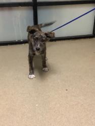Shelter Stray Female Dog last seen Near ALTAMESA BLVD, South District, TX, 355 Hillshire Dr, Haslet, TX 76052, USA