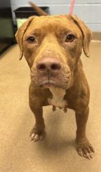 Shelter Stray Female Dog last seen , , GA, 3280 Chamblee Dunwoody Rd, Chamblee, GA 30341, USA